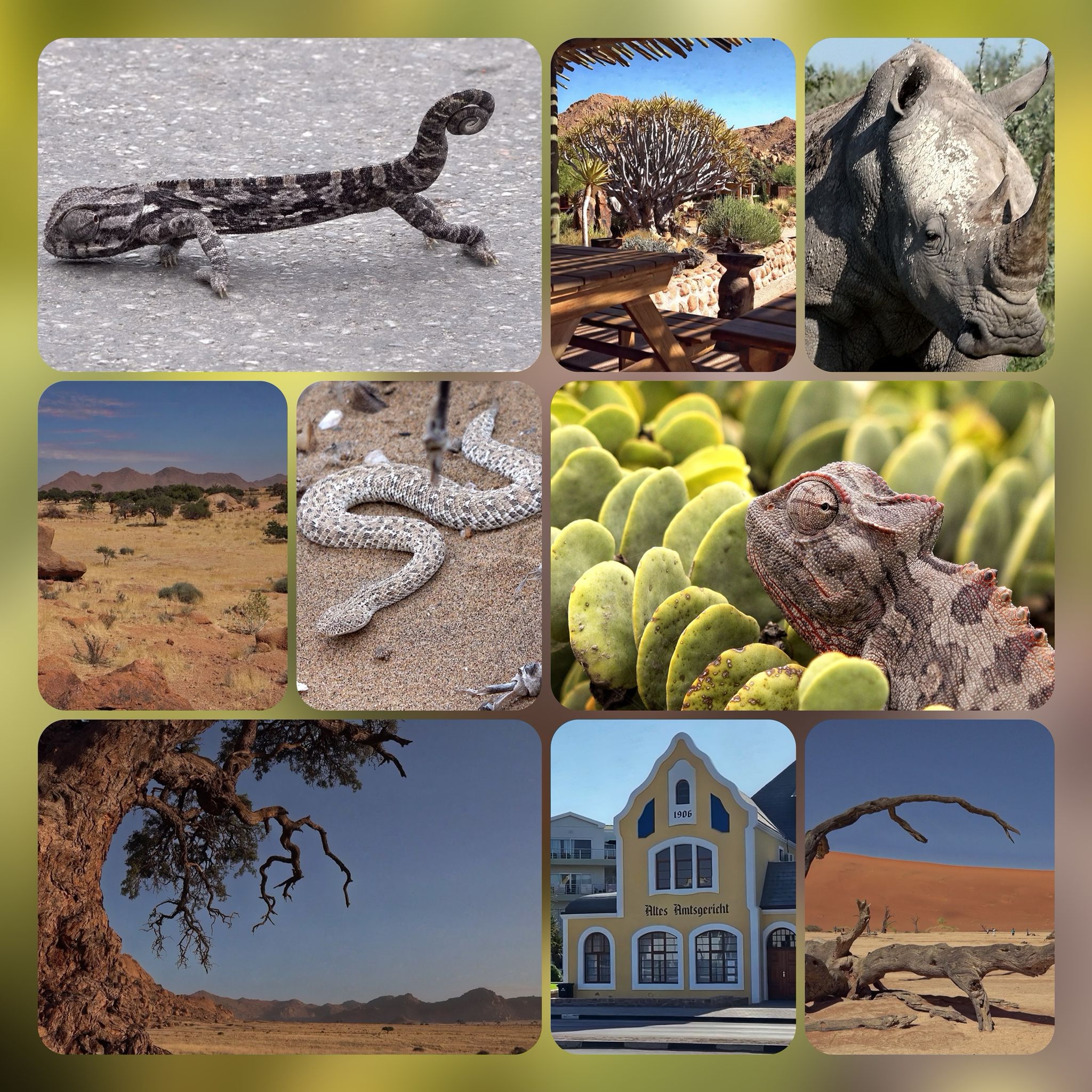 Namibia Collage mit Nashorn Gekko Schlange usw.